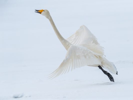 Miles Langthorne - Annual Exhibition 2023 Nature Prints - 2nd Place - Whooper Swan
