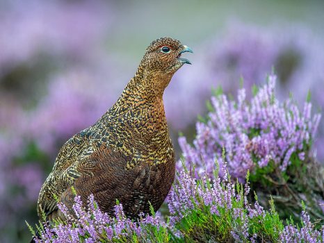 Miles Langthorne - Grouse in Heather