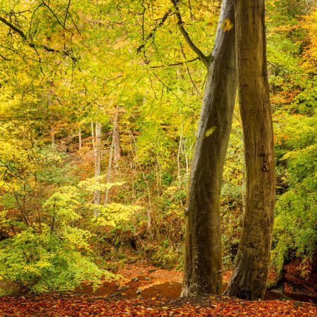 Paul Cayton - Autumn trees - gallery image
