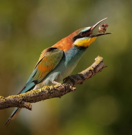 Pat Kearton -European Bee-eater with Beetle - Highly Commended PDI