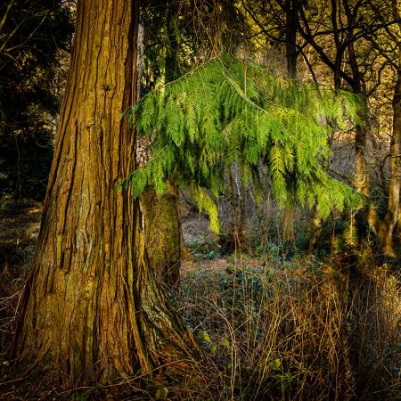 Paul Cayton - Redwood -Highly Commended PDI