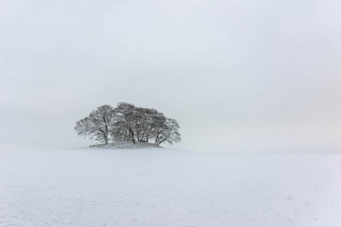 Stephen Byard - Snowy Copse - Highly Commended PDI